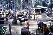 Markt, Rindviecher, meist 4-beinig [ph00187.jpg] Click = 28 kByte big