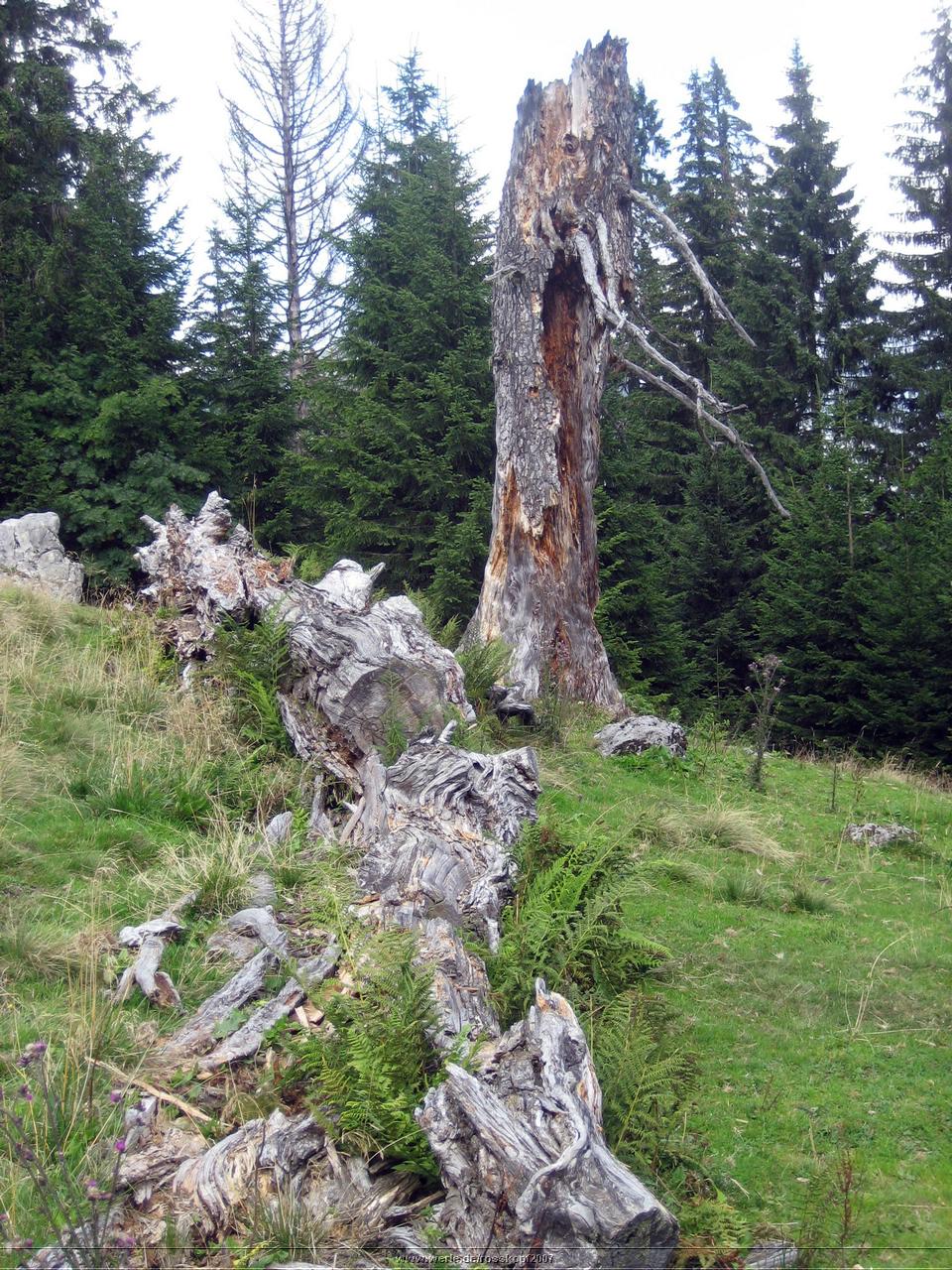 rosskopf2007ww16.jpg
