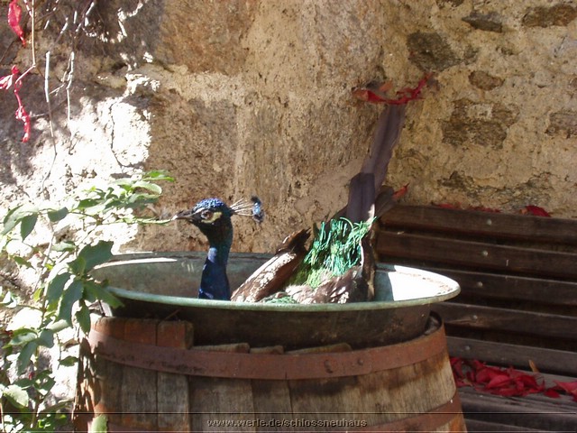 B5 schlossneuhaus2005ww57.jpg