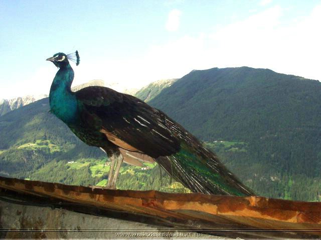 B6 schlossneuhaus2004ww08.jpg