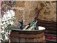 B5 schlossneuhaus2005ww57.jpg