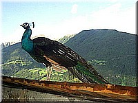 B6 schlossneuhaus2004ww08.jpg