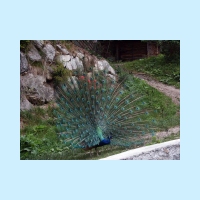 schlossneuhaus2004df378.jpg