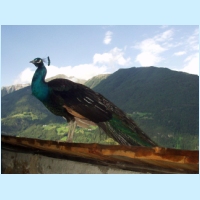 schlossneuhaus2004ww08.jpg