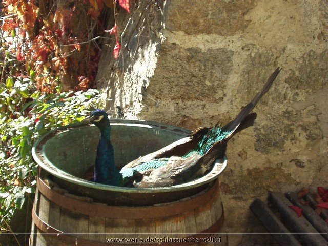 W3 schlossneuhaus2005ww58.jpg