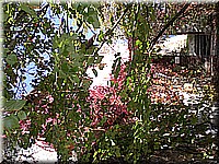 schlossneuhaus2006ir607.jpg