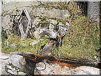schlossneuhaus2006pw352.jpg