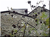 schlossneuhaus2006ww039.jpg