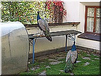 schlossneuhaus2006ww107.jpg