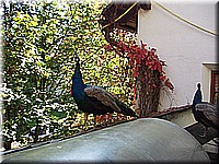 schlossneuhaus2006ww108.jpg