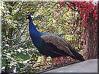 schlossneuhaus2006ww109.jpg