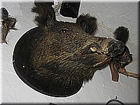 schlossneuhaus2007jj03.jpg