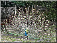 schlossneuhaus2007jj06.jpg