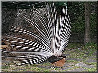 schlossneuhaus2007jj07.jpg