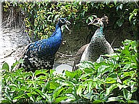 schlossneuhaus2007jj23.jpg