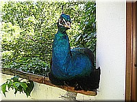 schlossneuhaus2007jj25.jpg