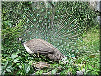 schlossneuhaus2007jj26.jpg