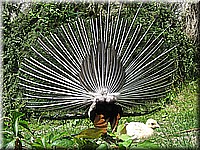 schlossneuhaus2007jj28.jpg