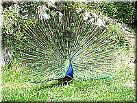 schlossneuhaus2007jj29.jpg