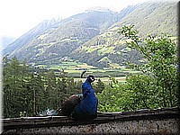 schlossneuhaus2007jj69.jpg