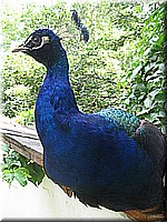 schlossneuhaus2007jj89.jpg