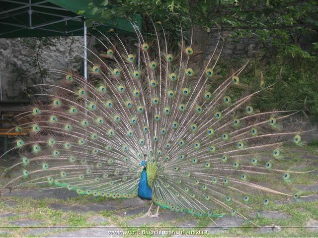 schlossneuhaus2007jj06.jpg