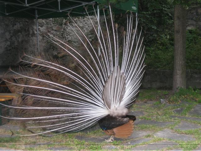 schlossneuhaus2007jj07.jpg