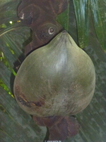 Zum Vergrößern von seychellen2012ww169.jpg auf das Bild klicken