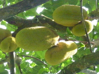 Click to enlarge seychellen2012ww822.jpg