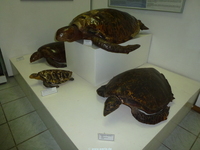 Click to enlarge seychellen2012ww851.jpg