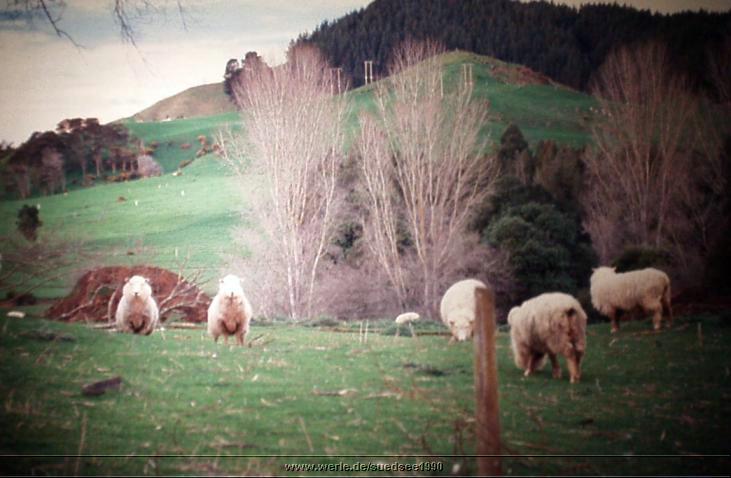 suedsee1990dia233.jpg