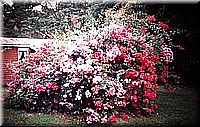 sdsee1990dia075.jpg