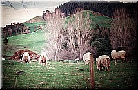 sdsee1990dia233.jpg