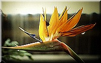 sdsee1990dia270.jpg