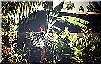 sdsee1990dia288.jpg