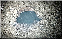 sdsee1990dia357.jpg