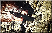 sdsee1990dia373.jpg