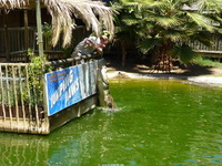 Click to enlarge westkap2011ww462.jpg